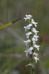 Nodding lady's tresses